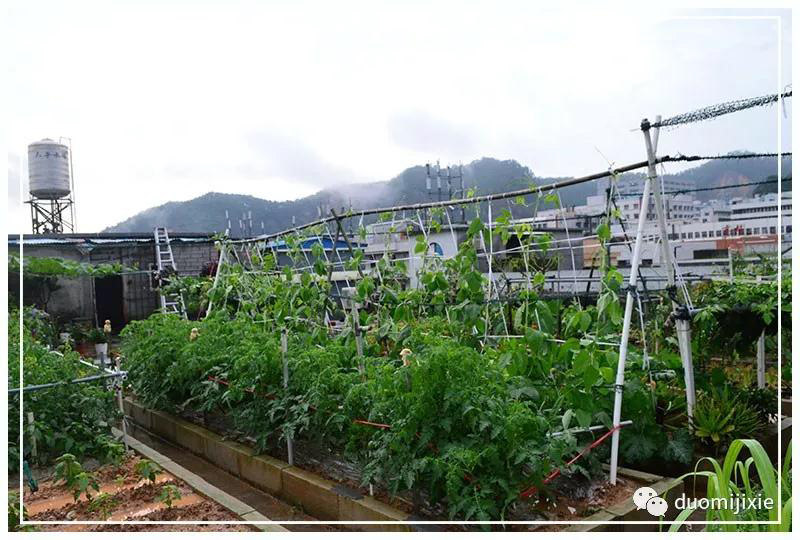 聽說了嗎，多米居然開始搞副業了？